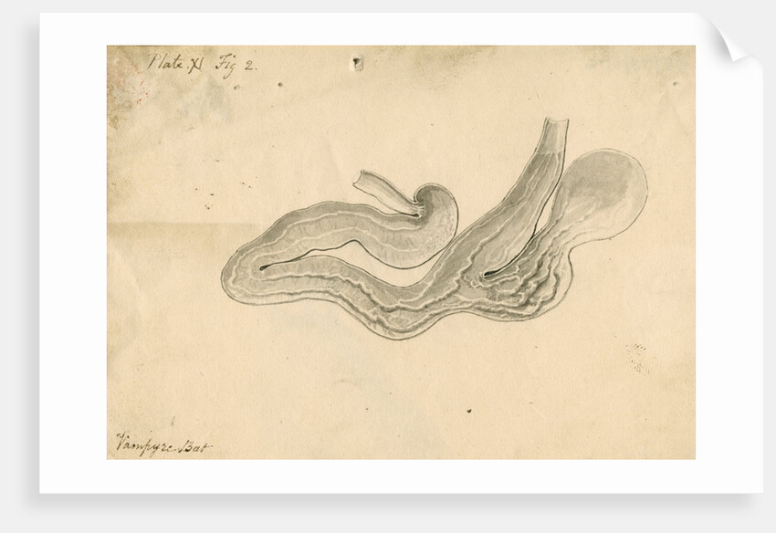 'Vampyre bat [stomach]' by William Clift