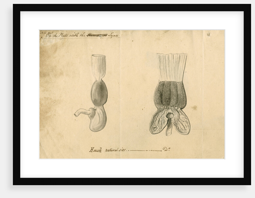 'Hawk [stomach]' by William Clift