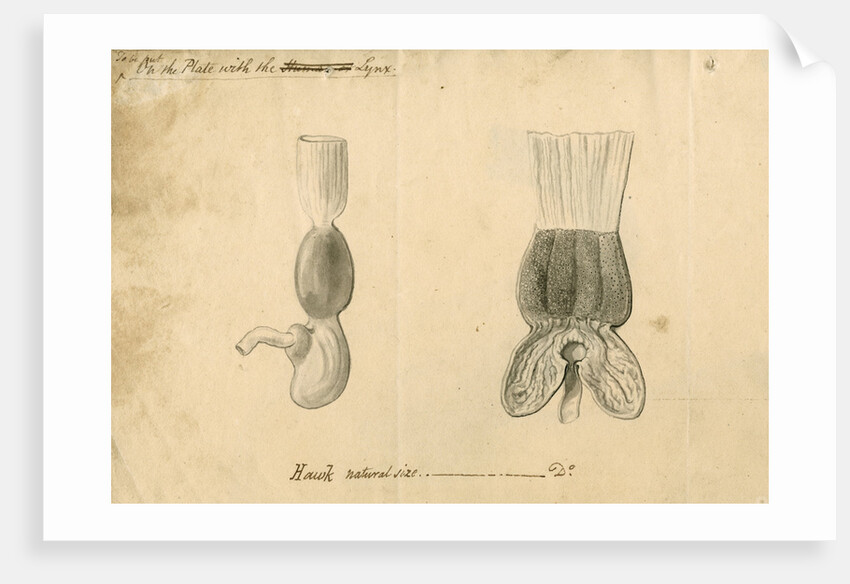 'Hawk [stomach]' by William Clift