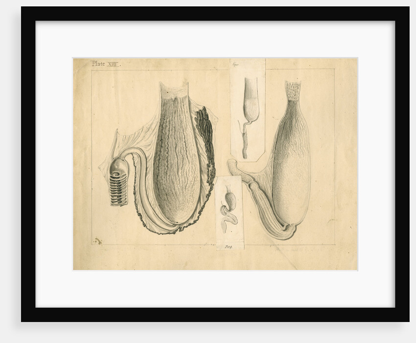 Stomachs of viper, frog, turtle and blue shark by William Clift