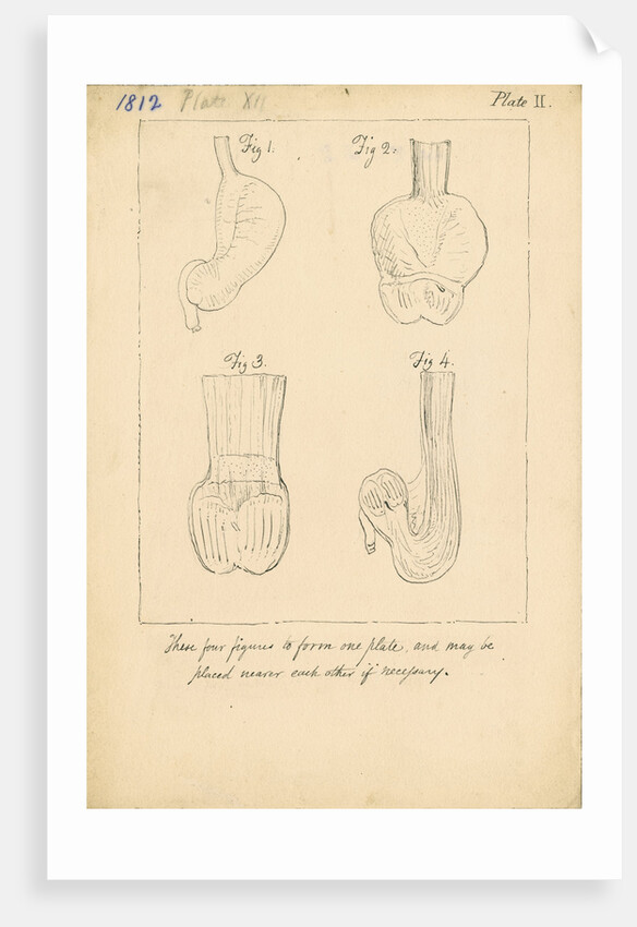 Cardiac cavities and gizzards of birds by William Clift