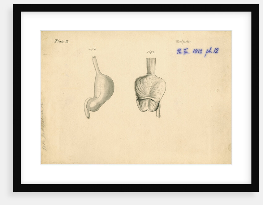 'Woodpecker [gizzard]' by William Clift
