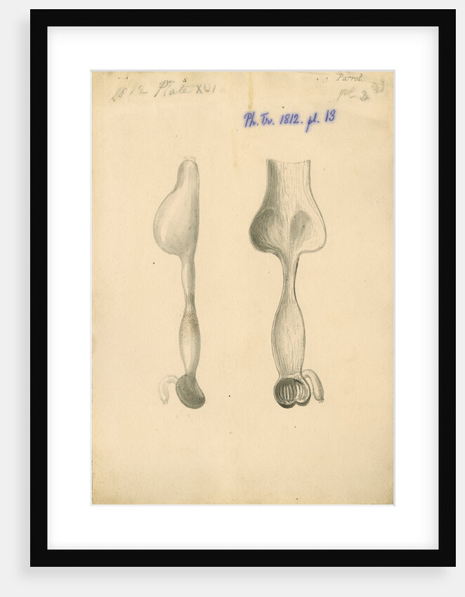 'Parrot [gizzard]' by William Clift