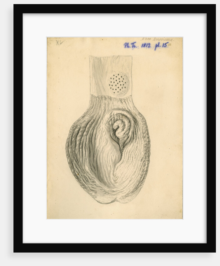 'Rhea americana [gizzard]' by William Clift