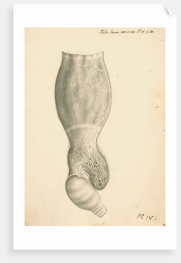 Cassowary [gizzard] by John Howship