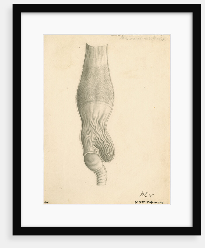 'N.S.W. Cassowary' [gizzard] by John Howship