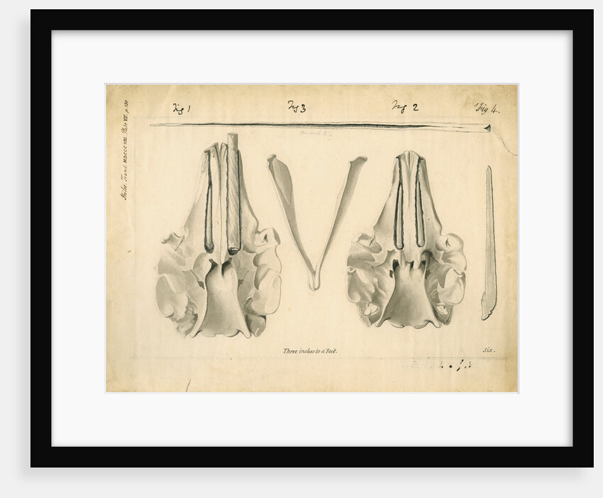 Narwhal skulls and tusks by Anonymous