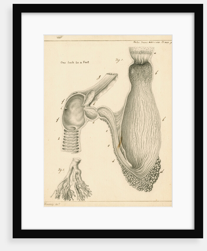 Stomach and duodenum of the Squalus maximus [Basking shark] by John Howship