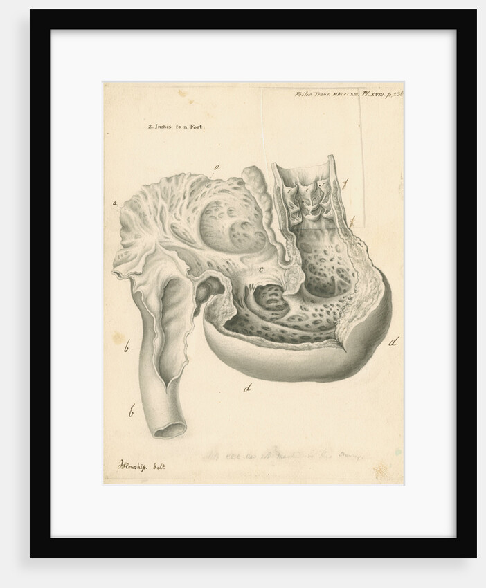Heart of the Squalus maximus [Basking shark] by John Howship