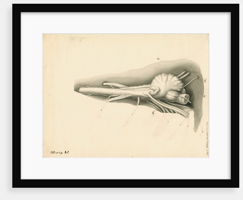 Cerebellum of the Squalus maximus [Basking shark] by John Howship