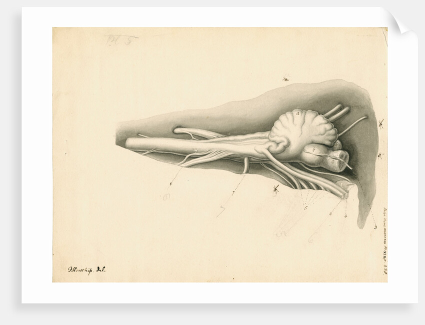 Cerebellum of the Squalus maximus [Basking shark] by John Howship
