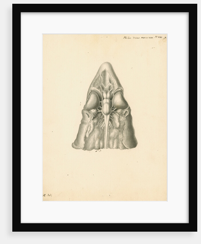 Cerebellum of the Squalus acanthias [Spiny dogfish] by John Howship