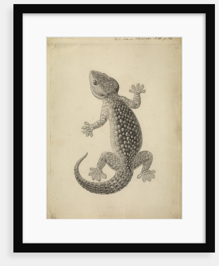 Lacerta gecko by William Clift