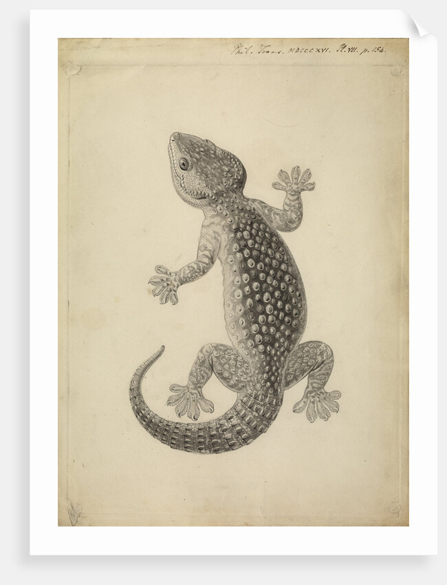 Lacerta gecko by William Clift