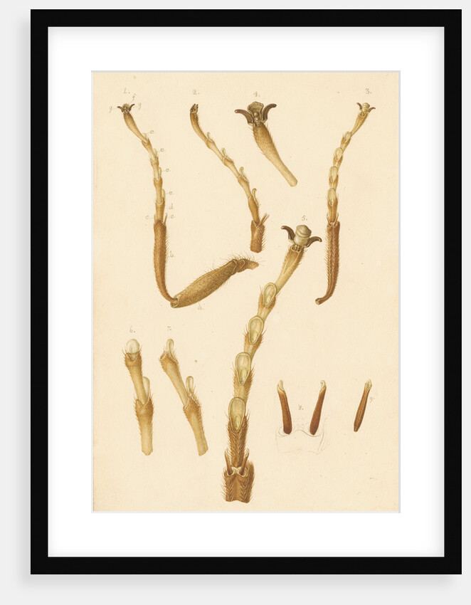 Yellow Saw-fly legs by Franz Andreas Bauer