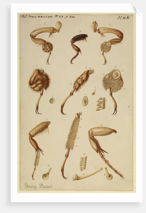 Great diving beetle legs by Franz Andreas Bauer