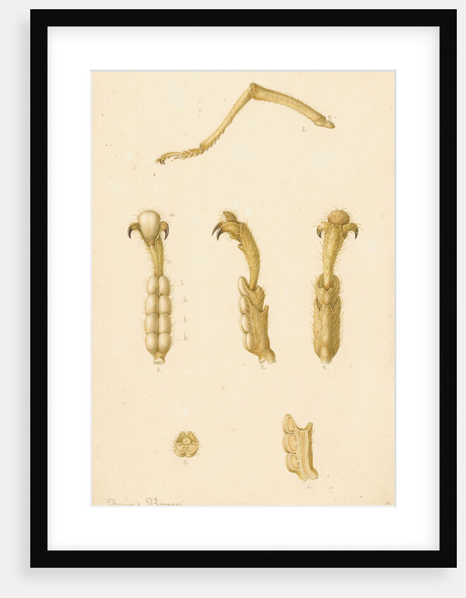 Abyssinian cricket legs by Franz Andreas Bauer