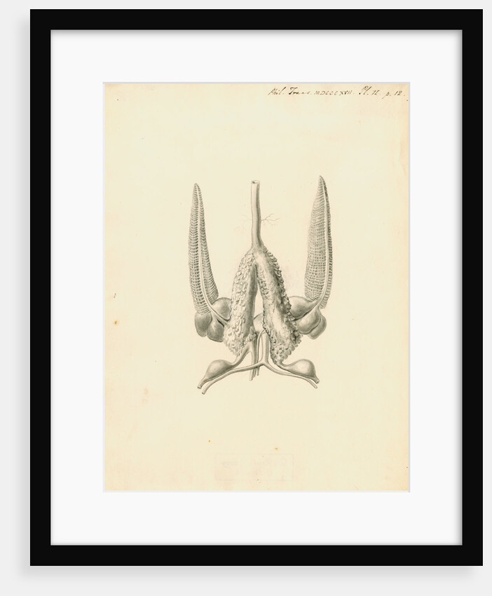 Heart of the Sepia officinalis [Common cuttlefish] by William Clift