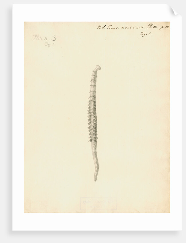 Lumbricus marinus [Lugworm] by William Clift