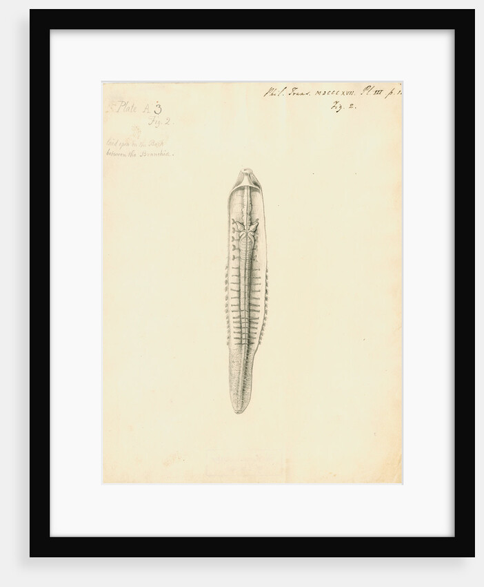 Lumbricus marinus [Lugworm] dissected by William Clift