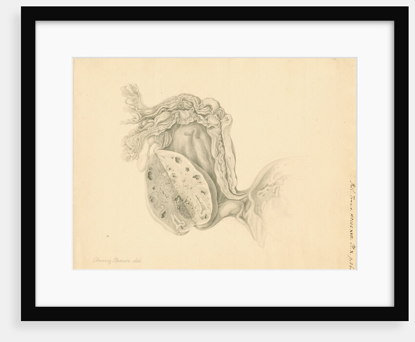 Human ovary by Franz Andreas Bauer