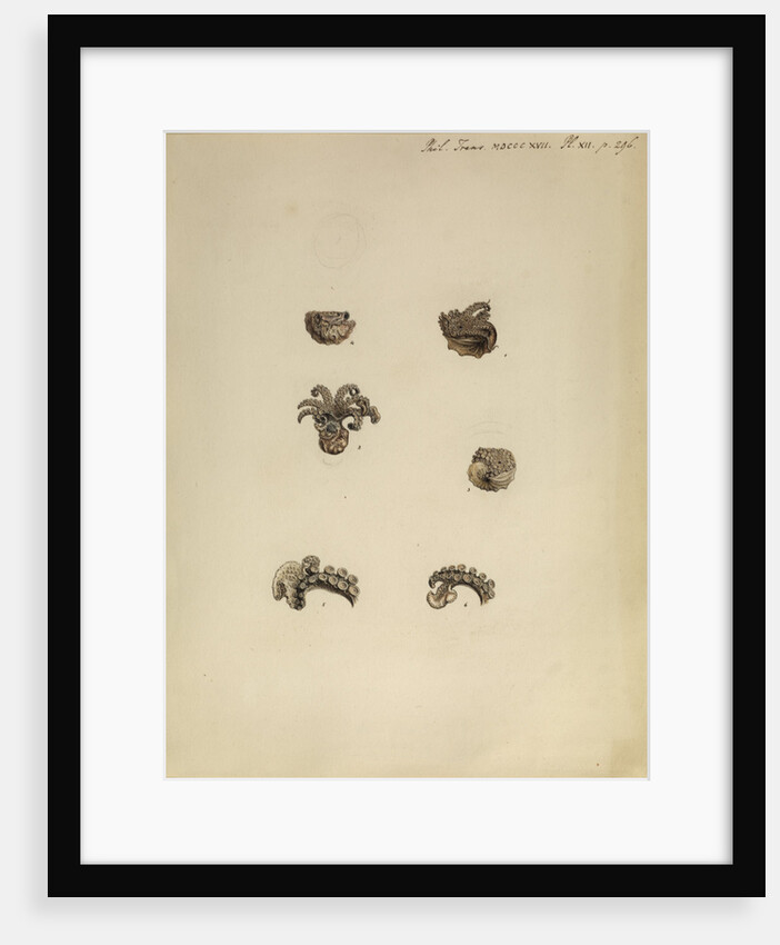 Ocythoe cranchii [winged argonaut] by Anonymous