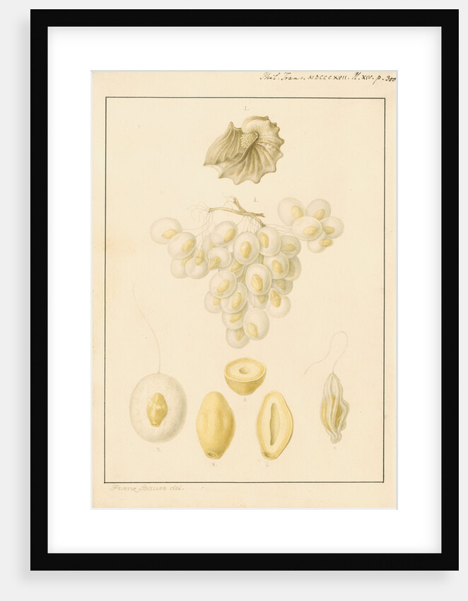 Argonaut shell and eggs by Franz Andreas Bauer