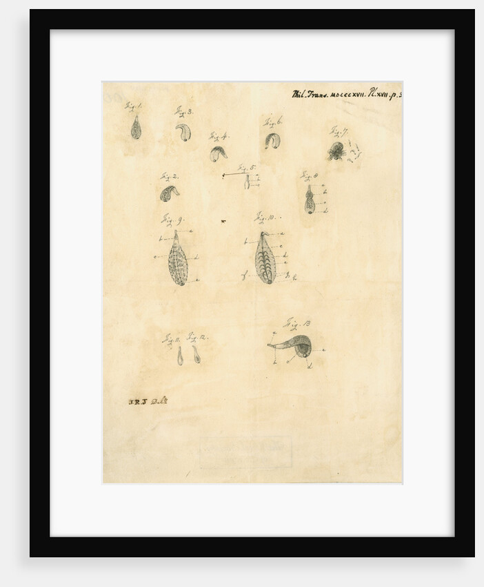 Specimens of leeches by James Rawlins Johnson