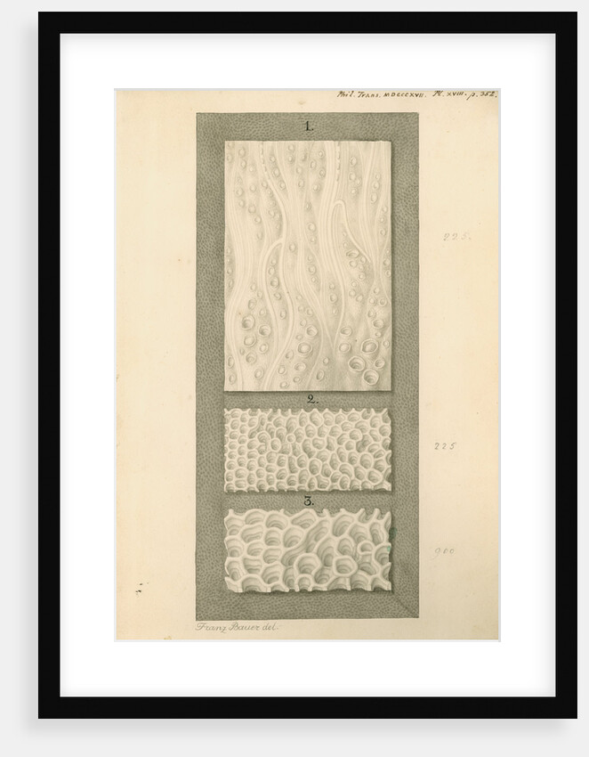 Interior surfaces of the human oesophagus and stomach by Franz Andreas Bauer
