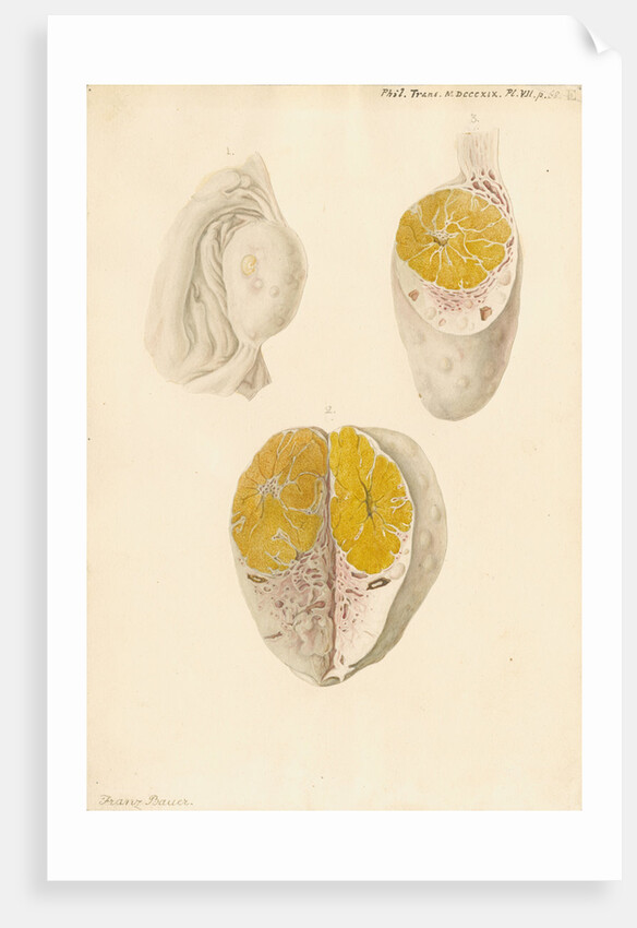 Ovaries of a cow by Franz Andreas Bauer