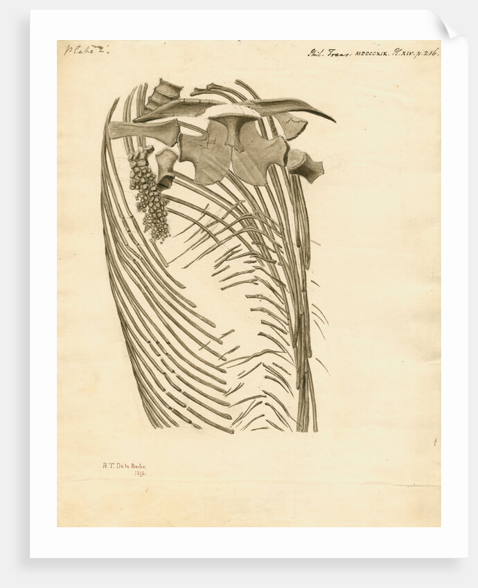 Fossil ribs, sternum and vertebrae of the Proteo-saurus [Ichthyosaur] by Henry Thomas de la Beche