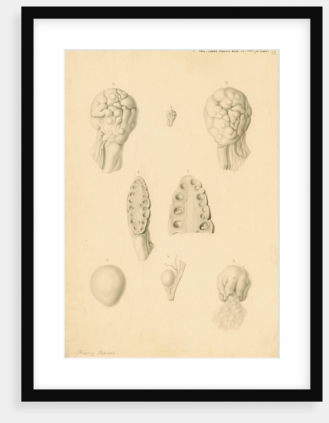 Ovaries of an American Opossum by Franz Andreas Bauer