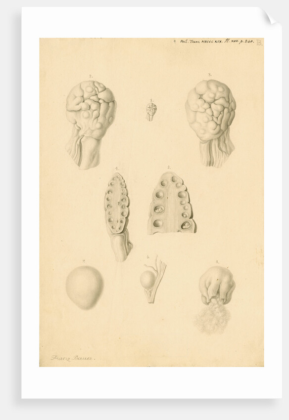 Ovaries of an American Opossum by Franz Andreas Bauer
