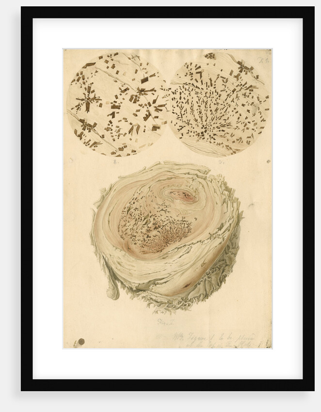 Coagulated human blood and crystals by Franz Andreas Bauer