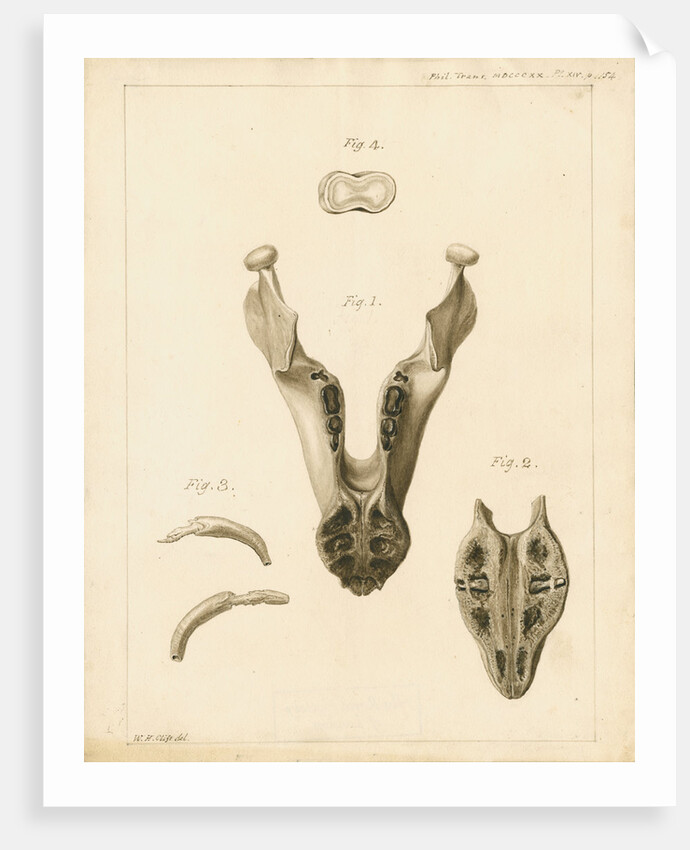 Lower jaw and teeth of a dugong by William Home Clift