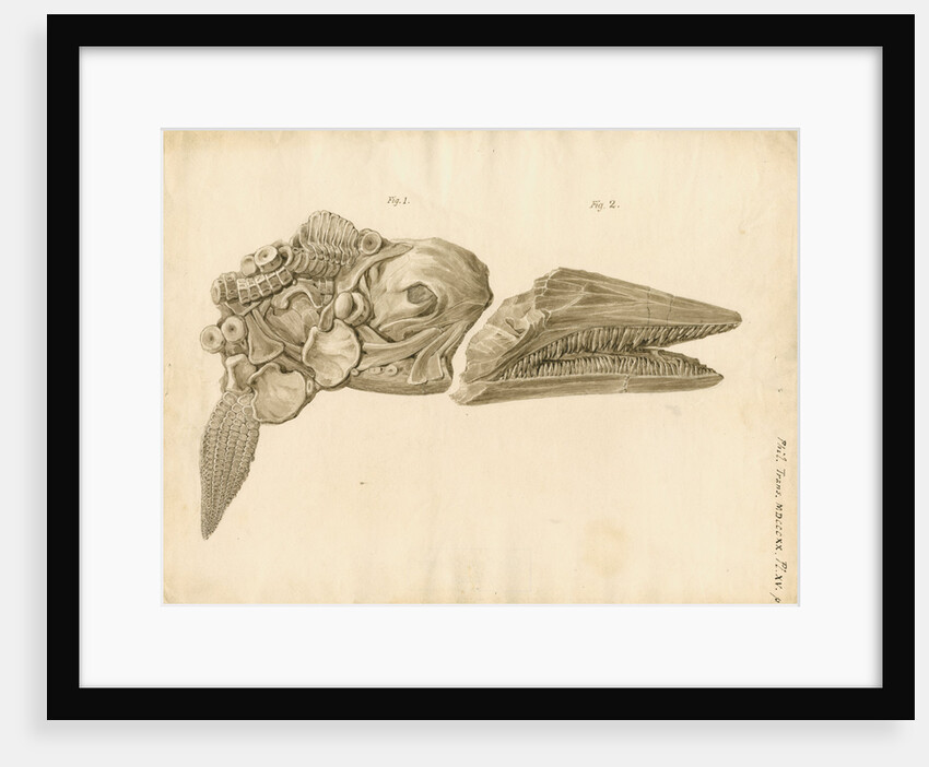 Fossil skull and jaws of the Proteosaurus [Ichthyosaur] by William Clift