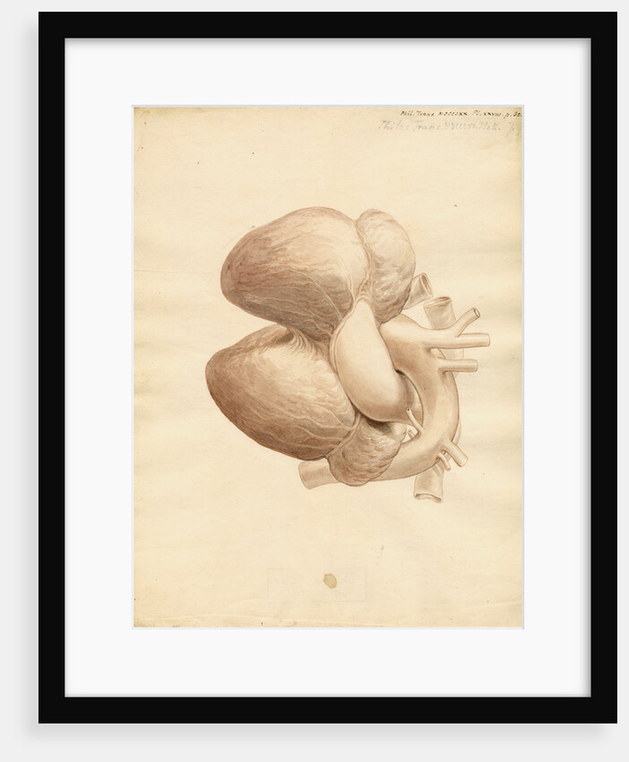 Dugong heart by William Clift