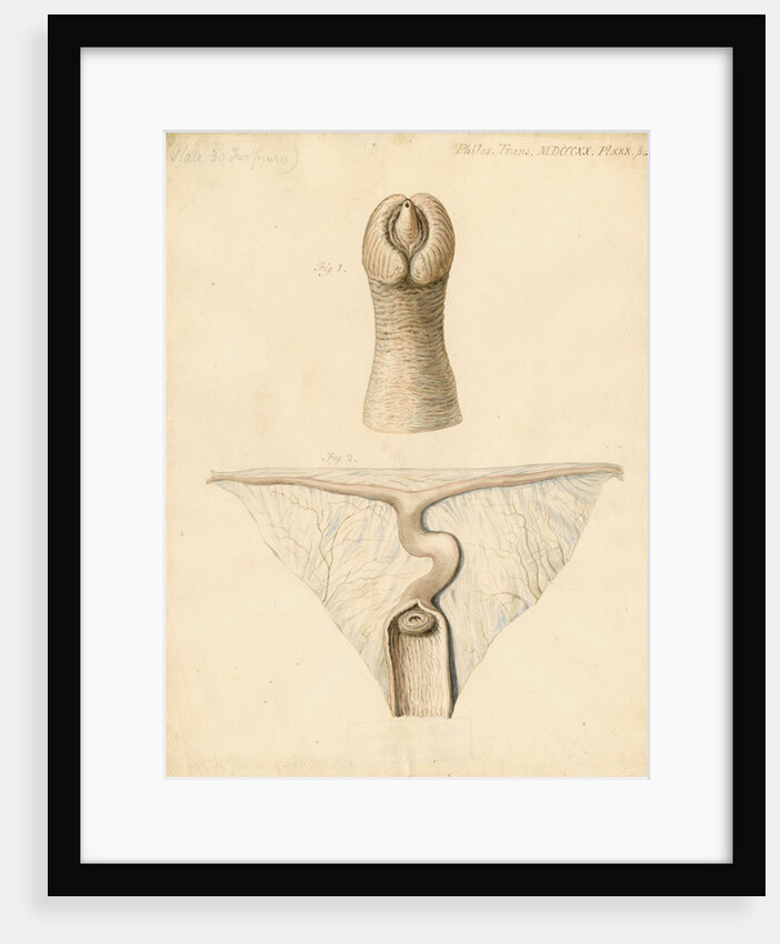 Dugong sexual organs by William Clift