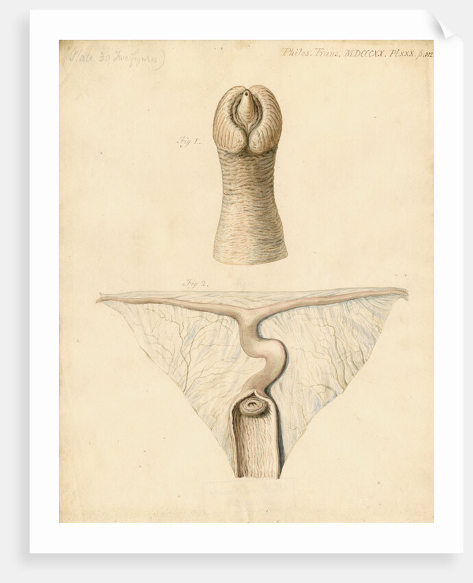 Dugong sexual organs by William Clift