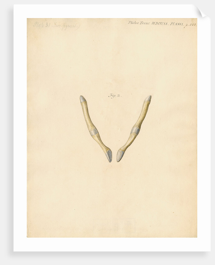 Dugong pelvic bones by William Clift