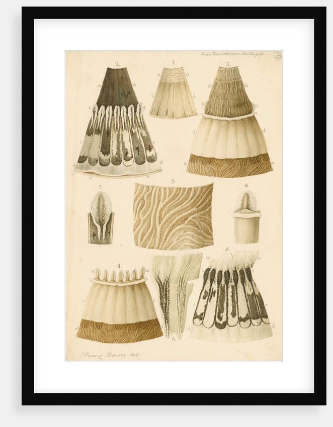 Human eye by Franz Andreas Bauer