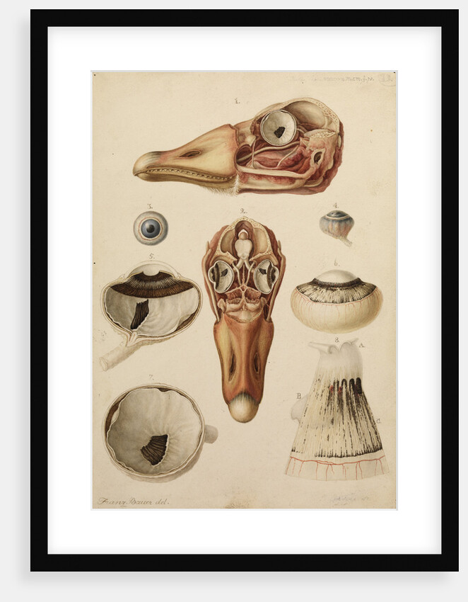 Goose head and eye by Franz Andreas Bauer