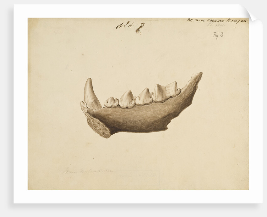 Hyaena jaw by Mary Morland