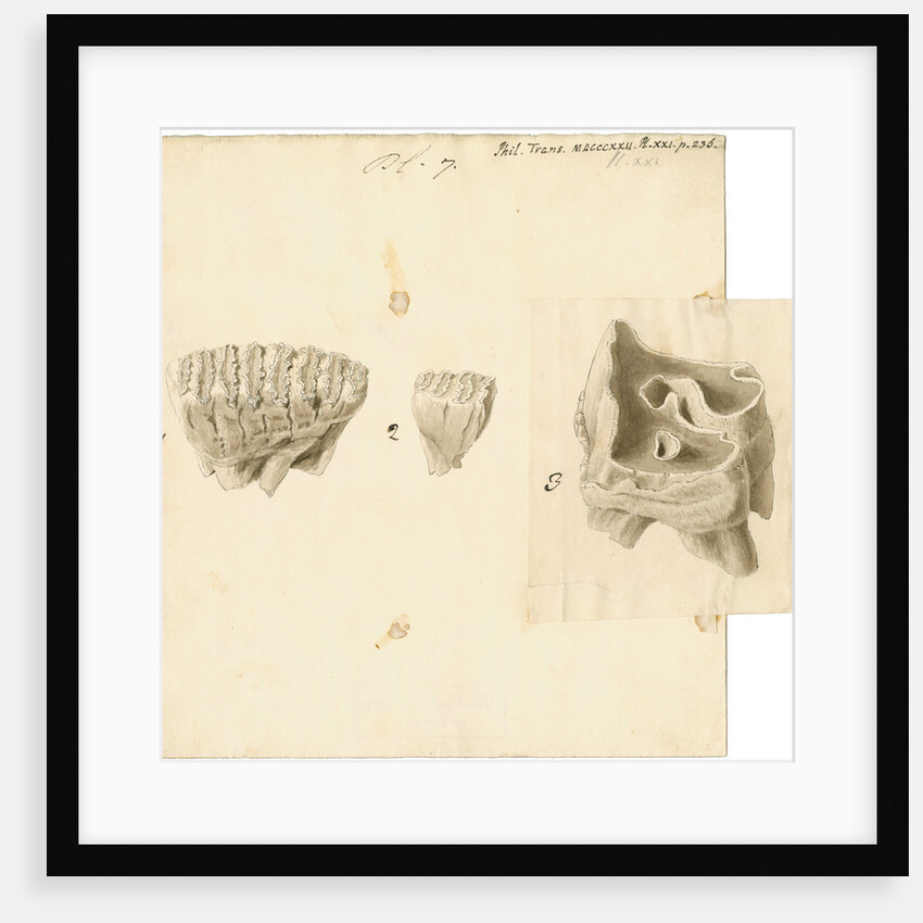 Fossil teeth of elephant and rhinoceros by Thomas Webster