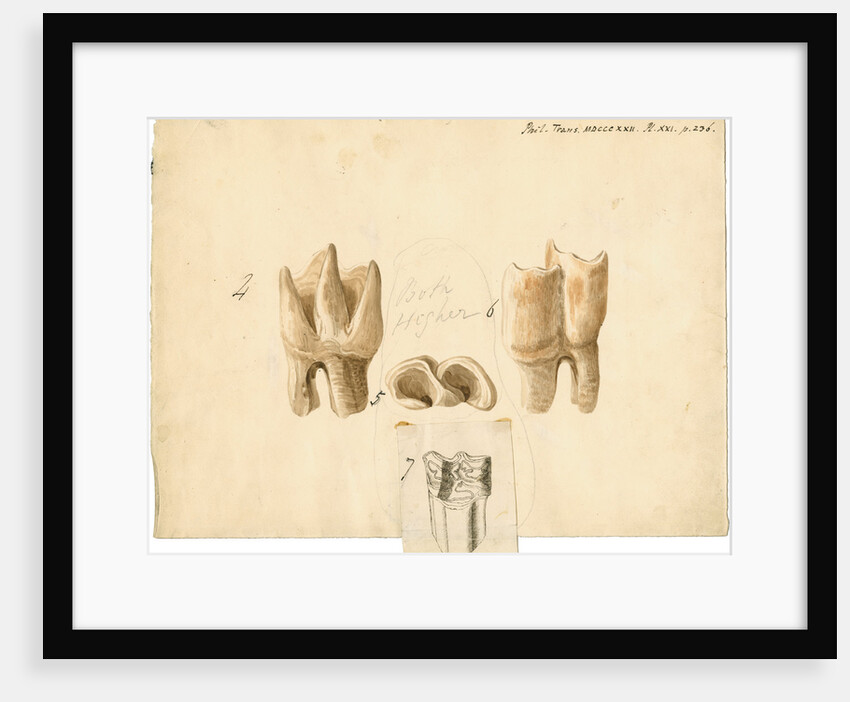 Fossil teeth of rhinoceros and horse by Thomas Webster