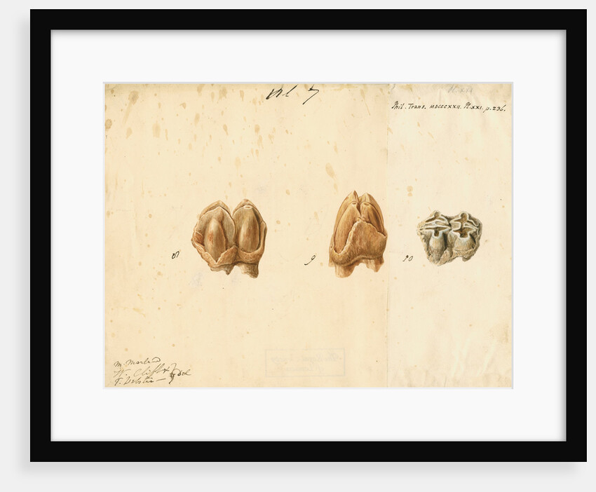 Fossil teeth of hippopotamus by Thomas Webster