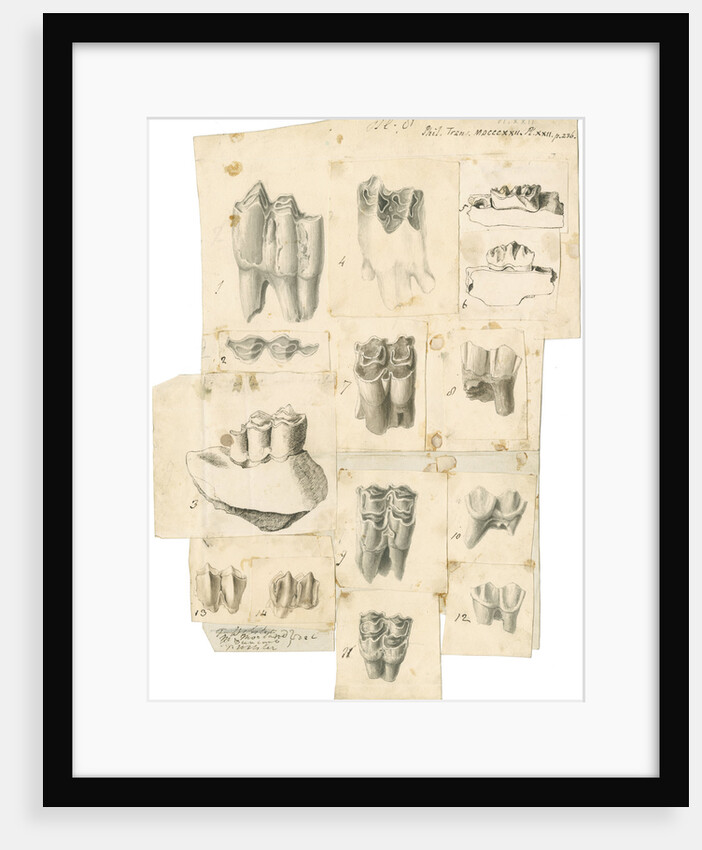 Fossil teeth of oxen, deer and elk by Thomas Webster