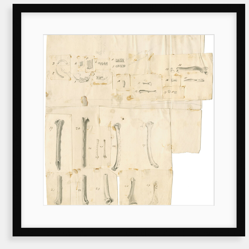 Fossil teeth and bones of water-rat, mouse, rabbit, raven, lark, pigeon and duck by Thomas Webster