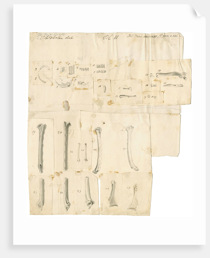 Fossil teeth and bones of water-rat, mouse, rabbit, raven, lark, pigeon and duck by Thomas Webster