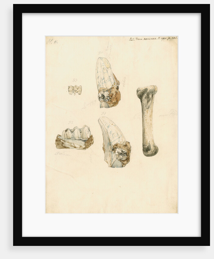 Fossil teeth and bones of boar by H O'Neil